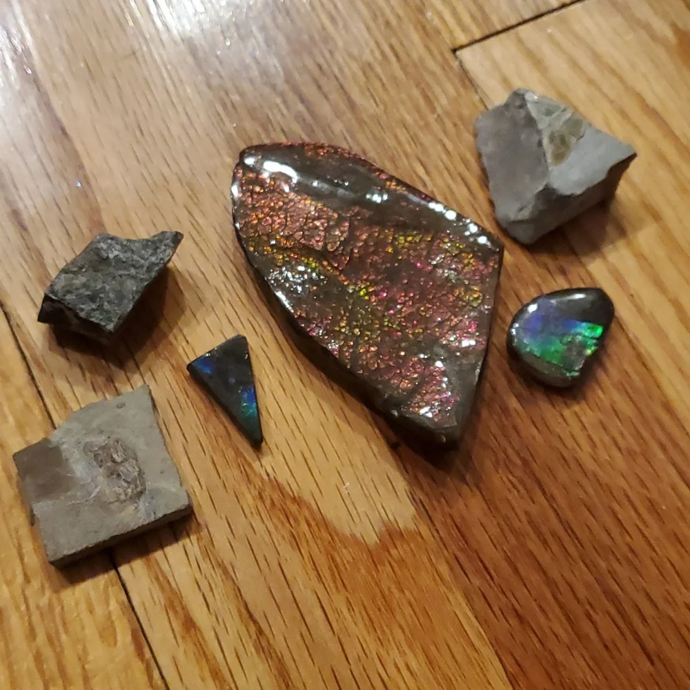 Ammolite fossil lot - Picture 12 of 12